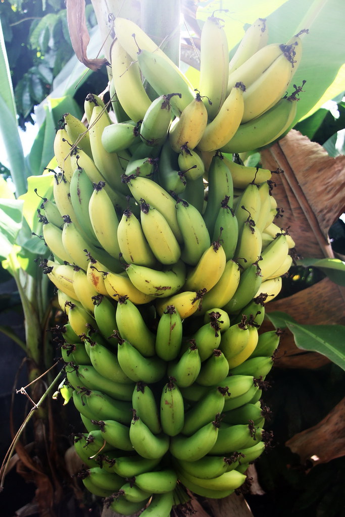 Les avantages de la banane pour la santé 